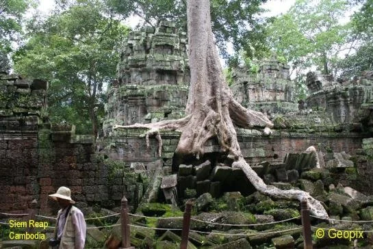 temple-trees-1.jpg