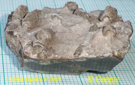 silicified-corals-limestone.jpg