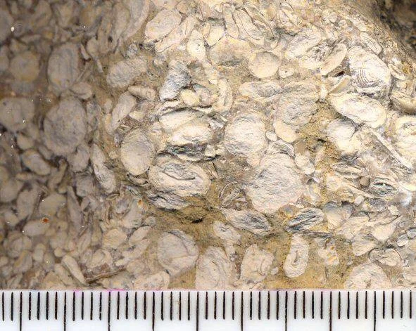 oolitic-limestone-pisoliths.jpg