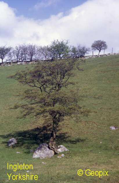 tree-on-rock-ingleton.jpg