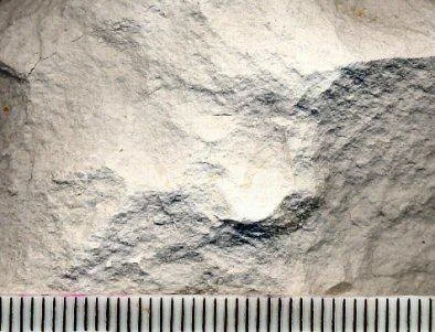 chalk-specimen-fine-grained.jpg