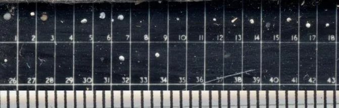 foraminifera-on-mm-scale.jpg
