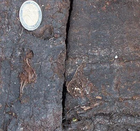 peat.jpg
