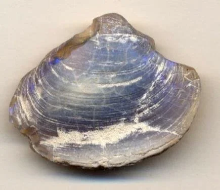 opal-fossil-replacement.jpg