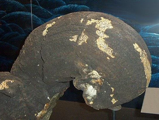 pillow-lava-clot-museum-specimen.jpg