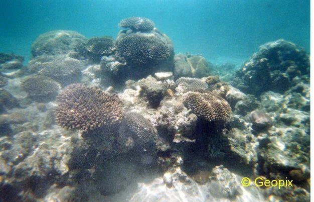 coral-bay-coral-1.jpg