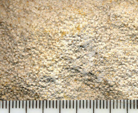 oolitic-limestone-ooliths.jpg