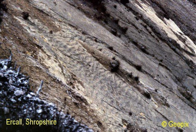 ercall-orthoquartzite-ripples.jpg
