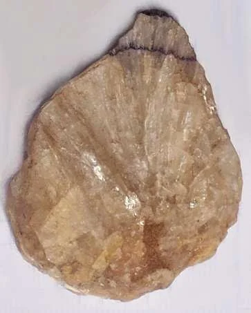 fluorite-colours-fan.jpg