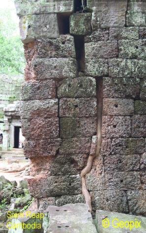 temple-wall-roots.jpg