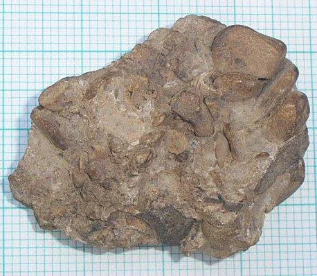 conglomerate-hand-specimen.jpg