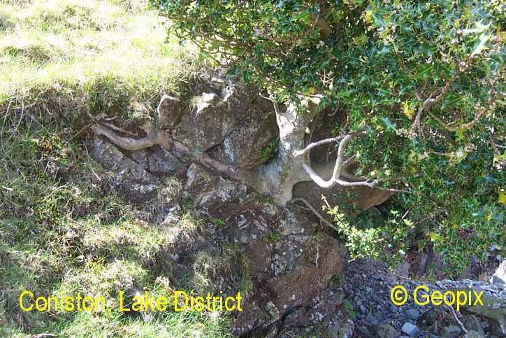 tree-roots-coniston.jpg