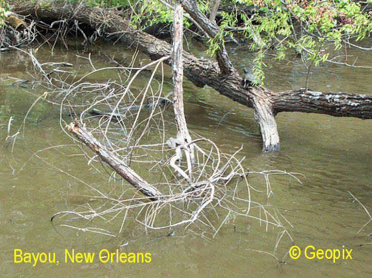 bayou-new-orleans-2.jpg