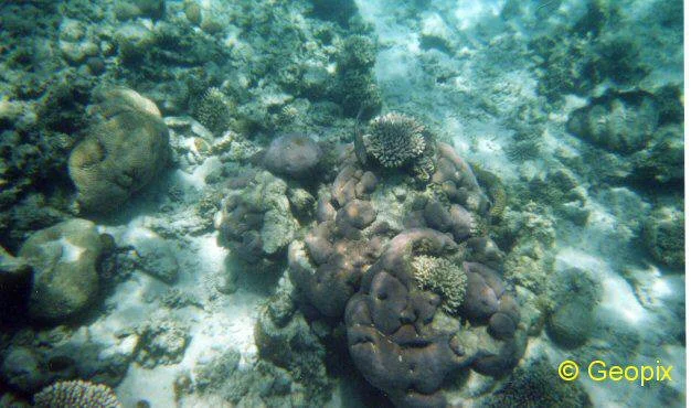 coral-bay-coral-2.jpg