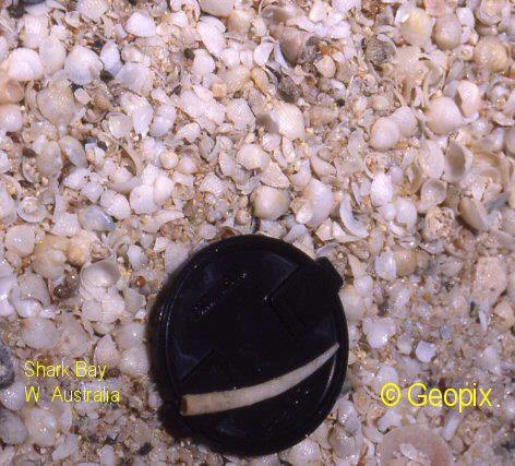shell-sand-shark-bay-close.jpg