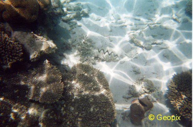 coral-giant-clam-sand.jpg