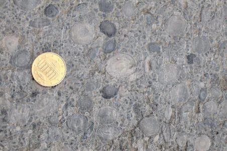 large-foraminifera-coin-scale.jpg