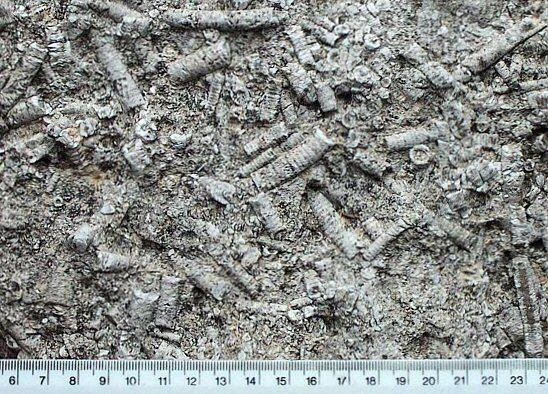 crinoidal-limestone-weathered-surface.jpg