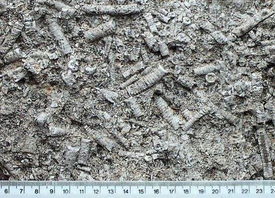crinoidal-limestone.jpg