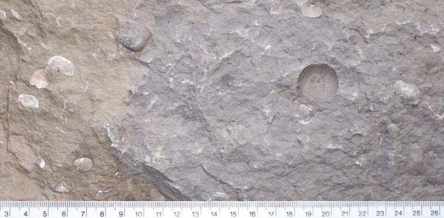 ordovician-sandstone-shropshire.jpg