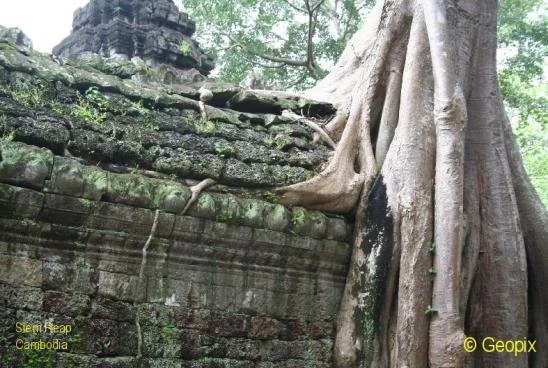 temple-trees-2.jpg