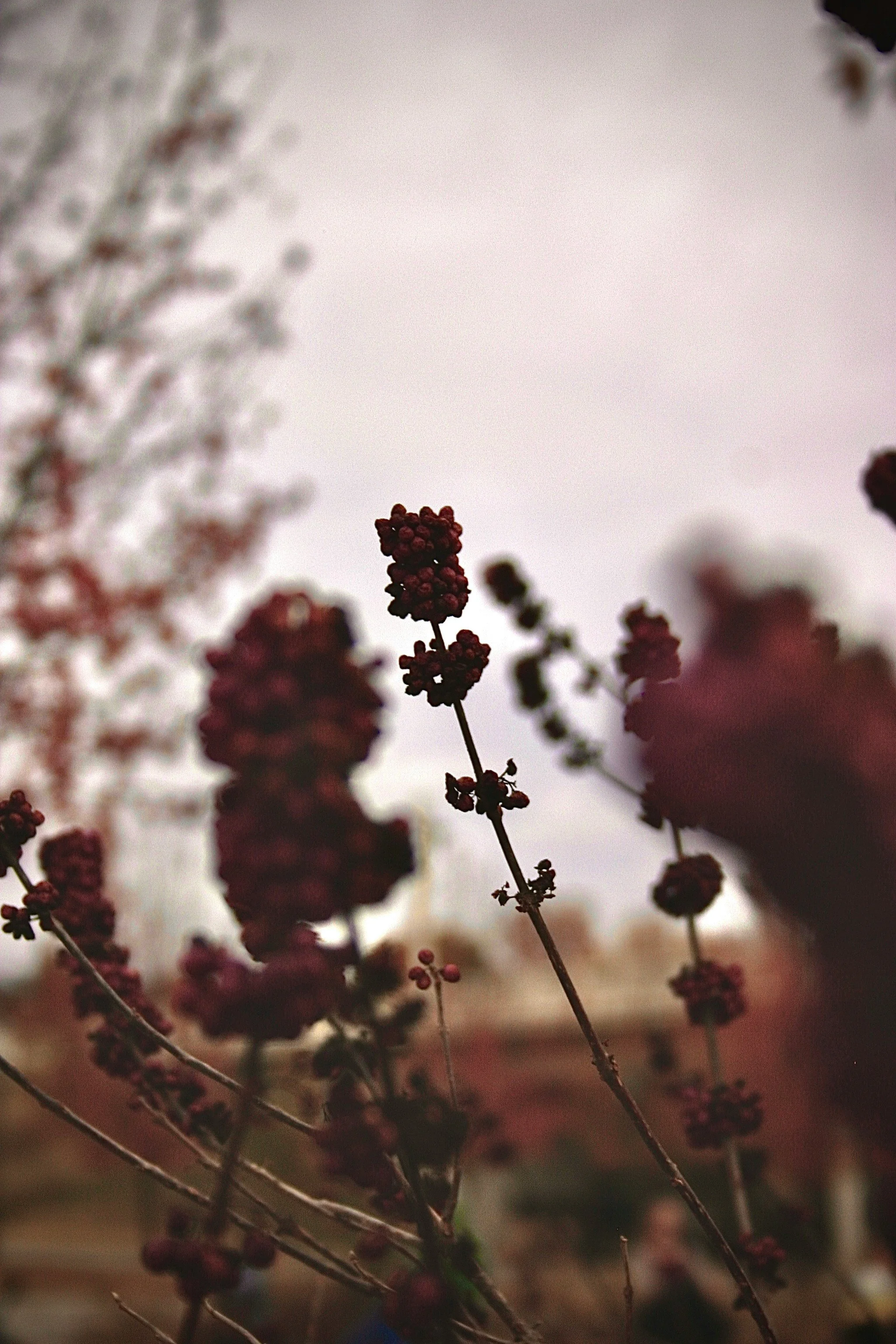 Close-up of dark red berries on thin, bare branches with blurred background.