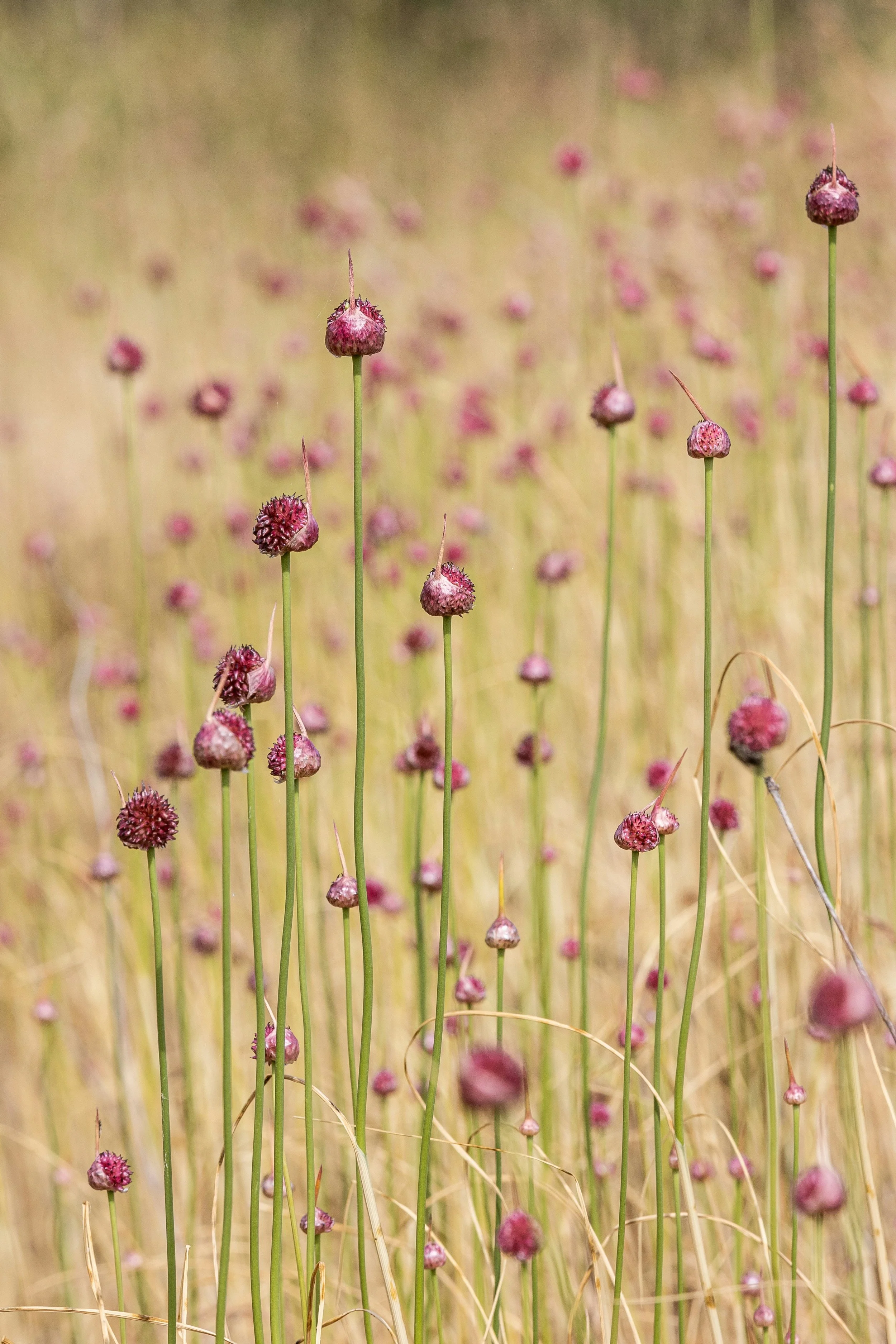 Close-up view of wild strawberries or similar plants with small, round, reddish-brown berries on top of tall, thin green stems in a grassy field.