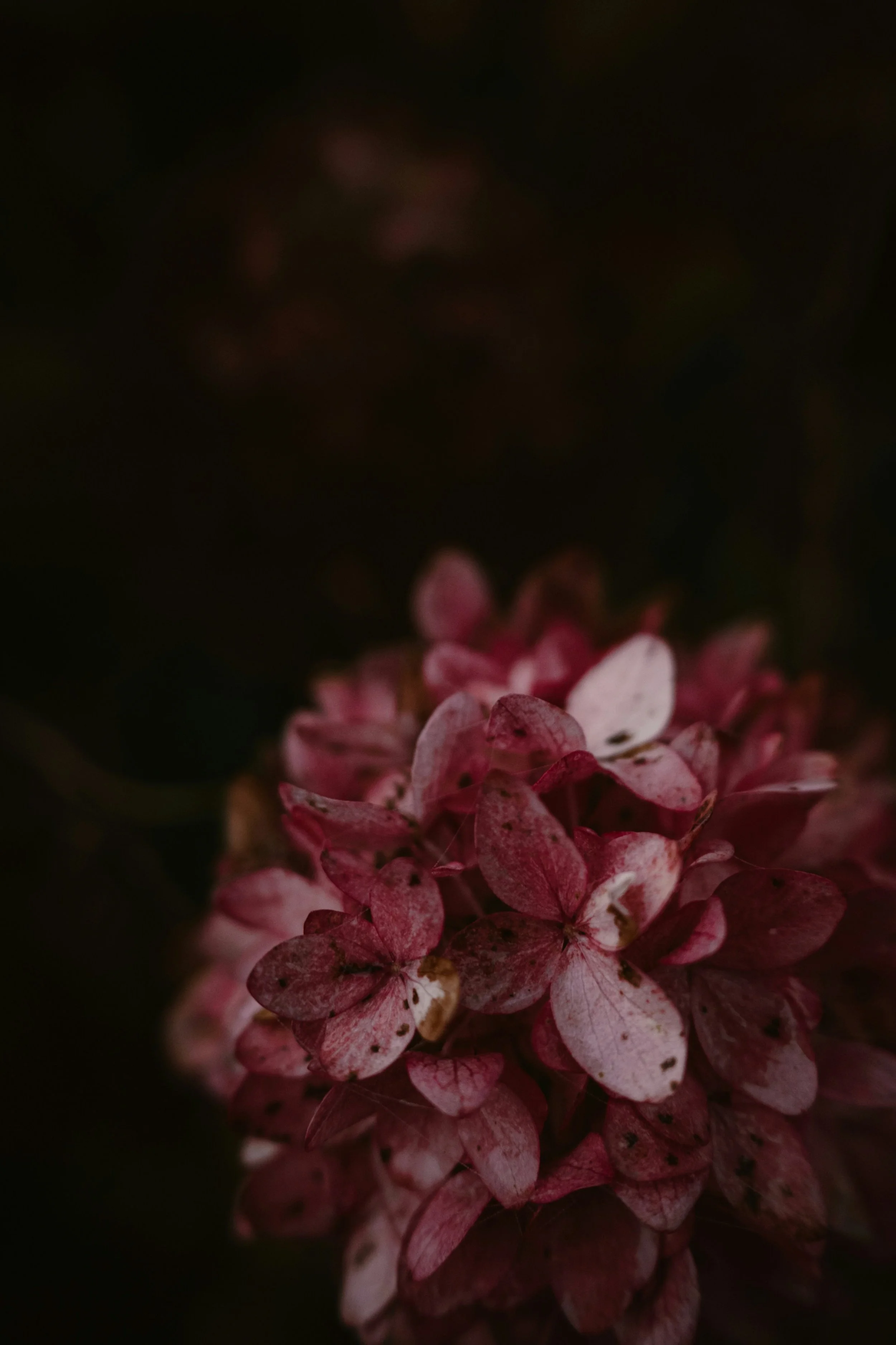 Close-up of pinkish-red, wilted hydrangea flowers with dark background.