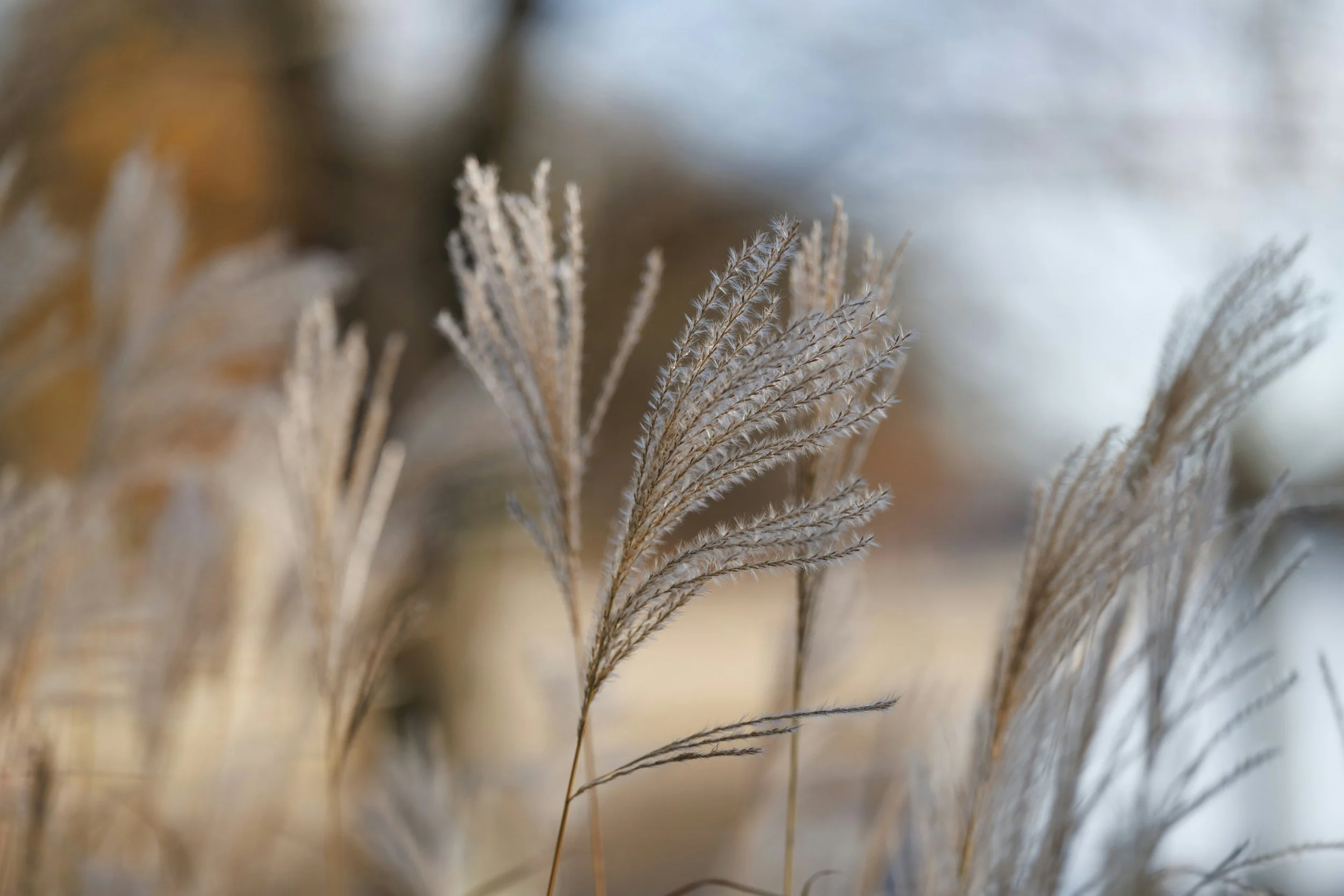 Close-up of beige ornamental grass stalks with feathery plumes, blurred background with muted colors.