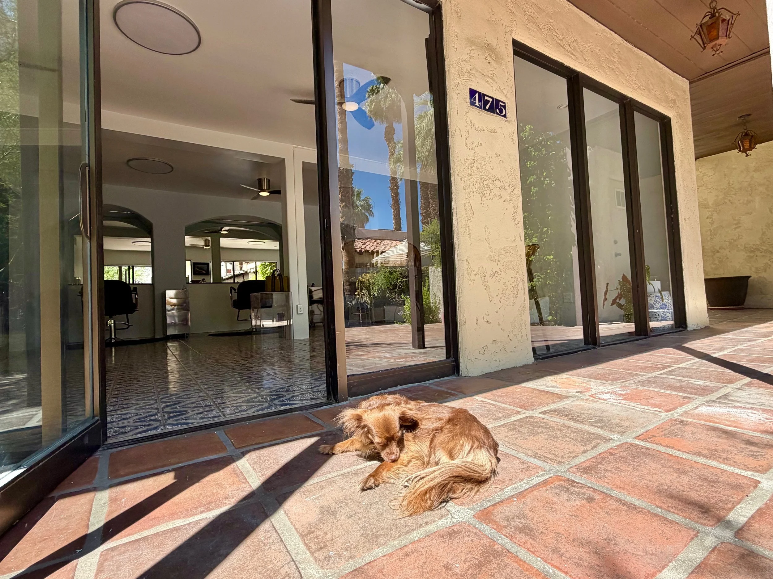 A cute dog lays outside the entrance of Emily Max Salon in Palm Springs