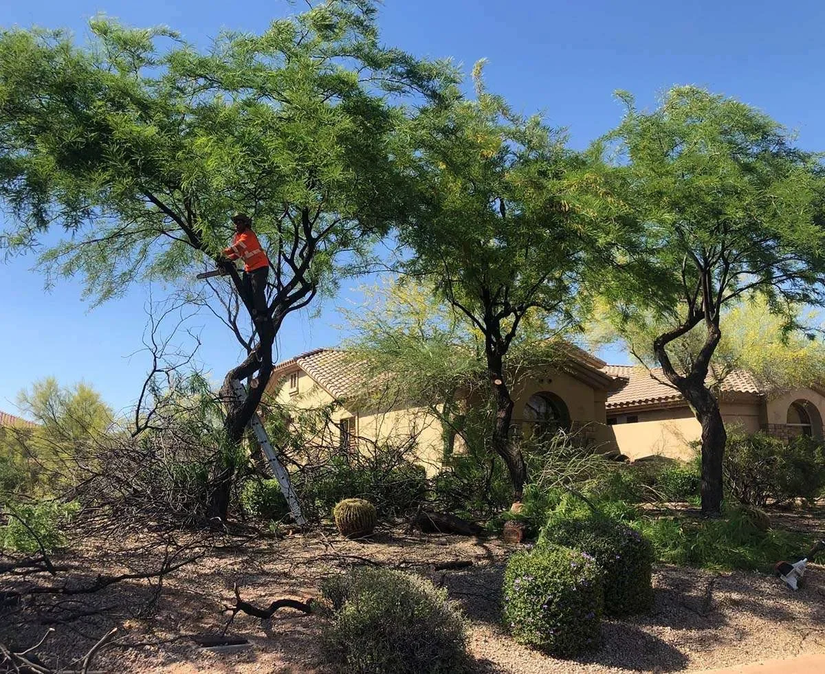 Tree Care Trimming & Removal