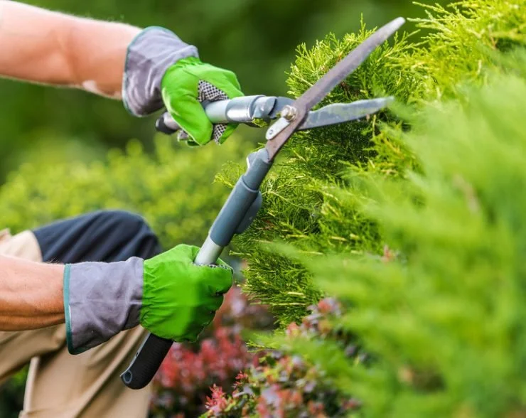 Bush Trimming