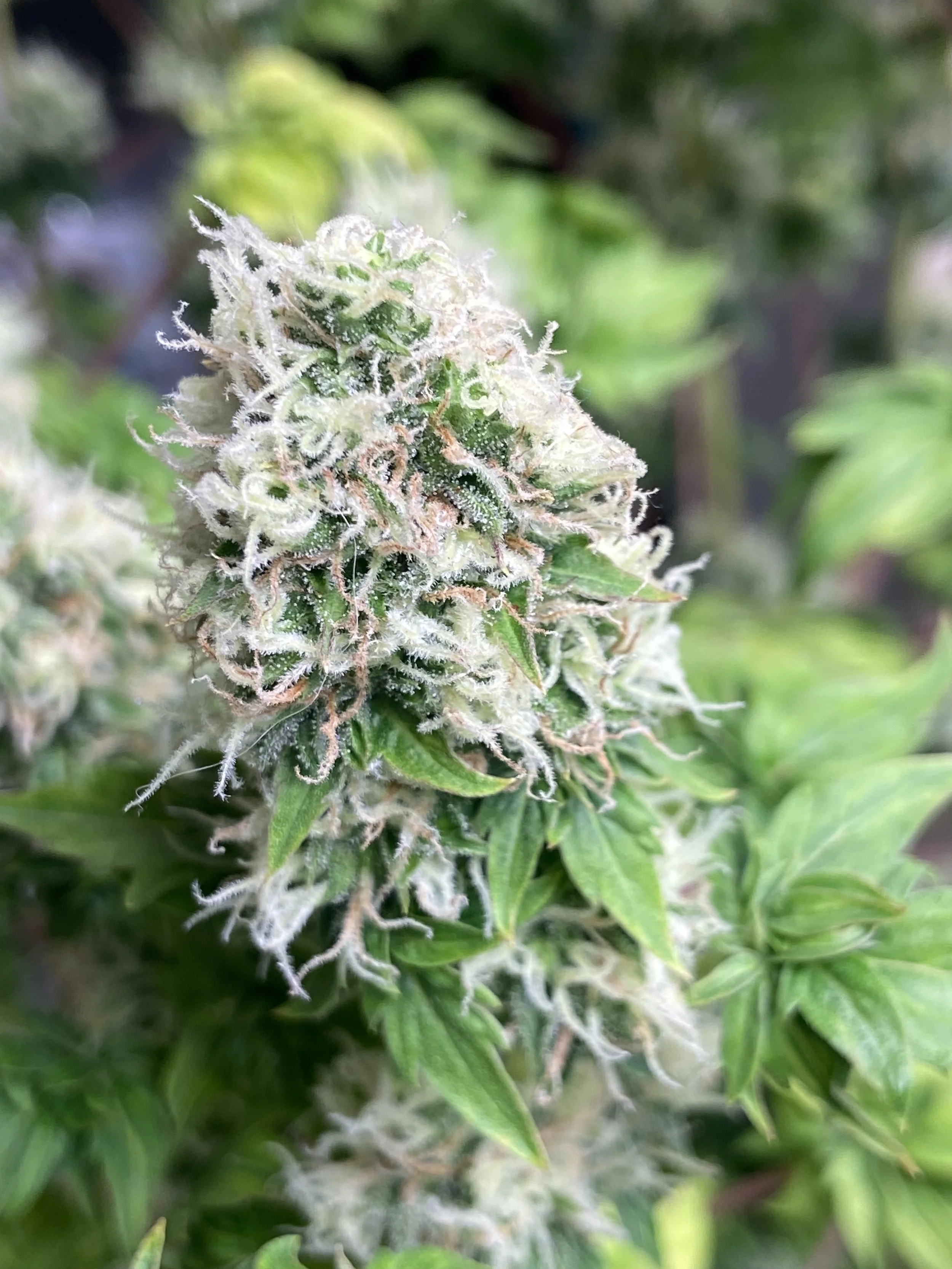 Silly Willy (Ill Bill)