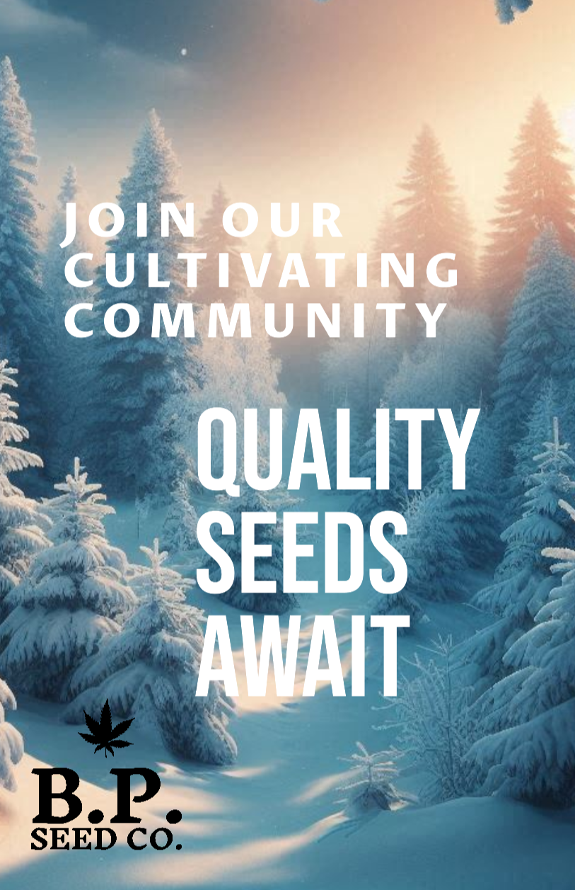 Poster+titled+cannabis+seeds+1.png