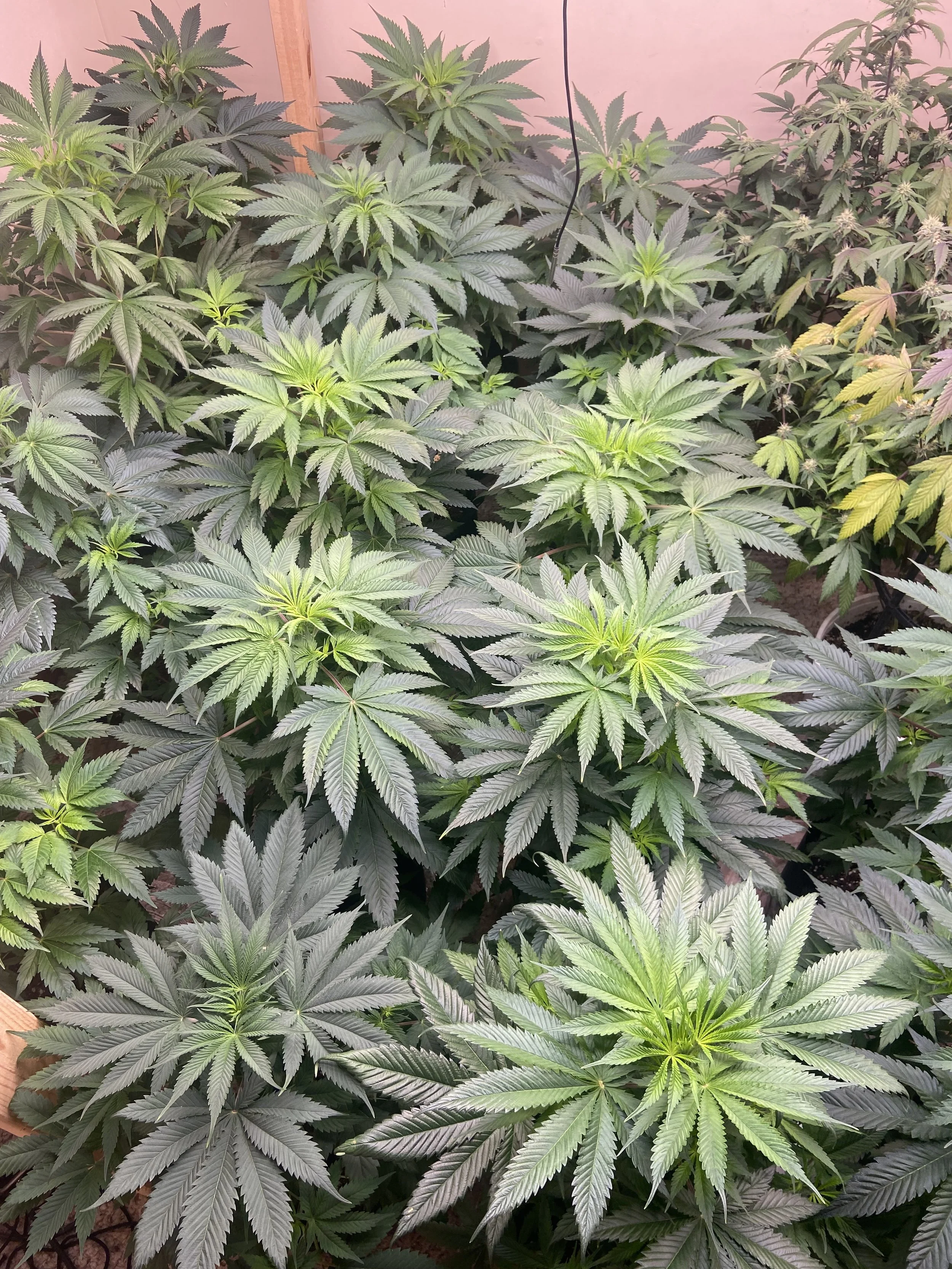 Consultation Small Grows