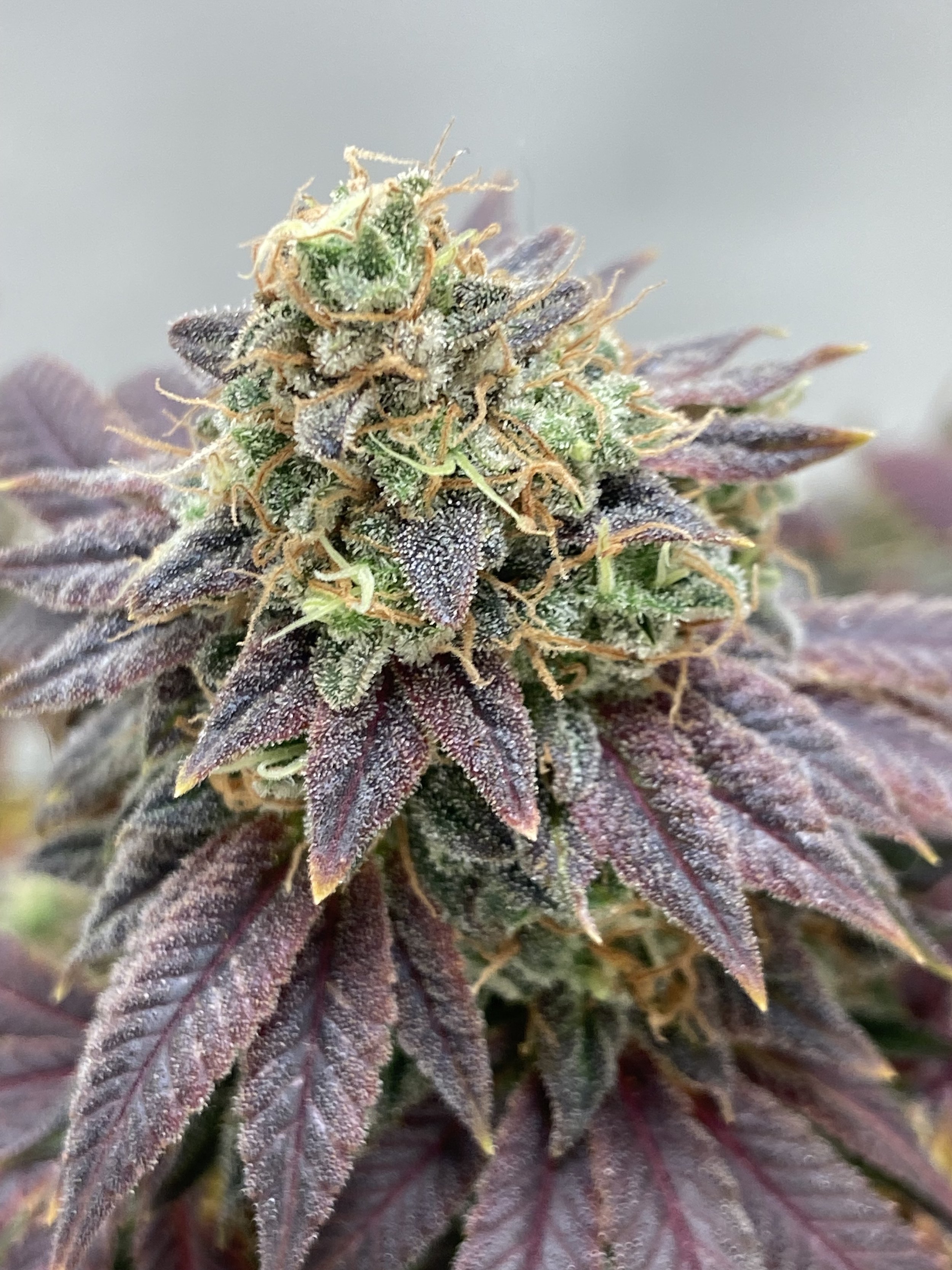 Purple Drip (5 SEEDS)