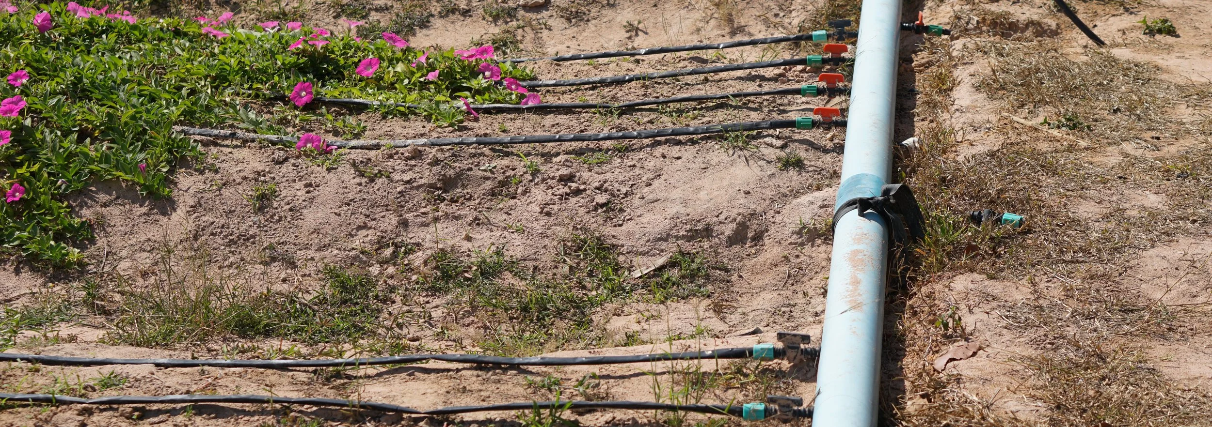 Garden bed with pink flowers on the left and a drip irrigation system on the right, installed in sandy soil.