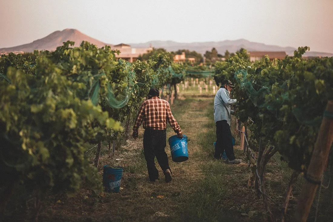 Mesilla Valley: A High Desert Wine Region