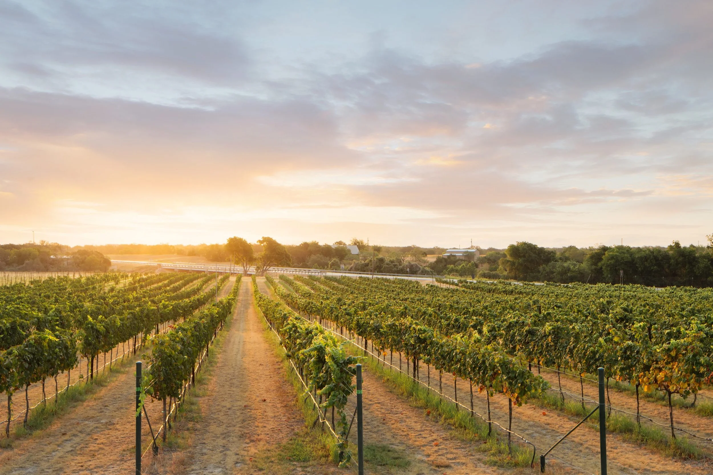 Understanding Texas Hill Country Wine