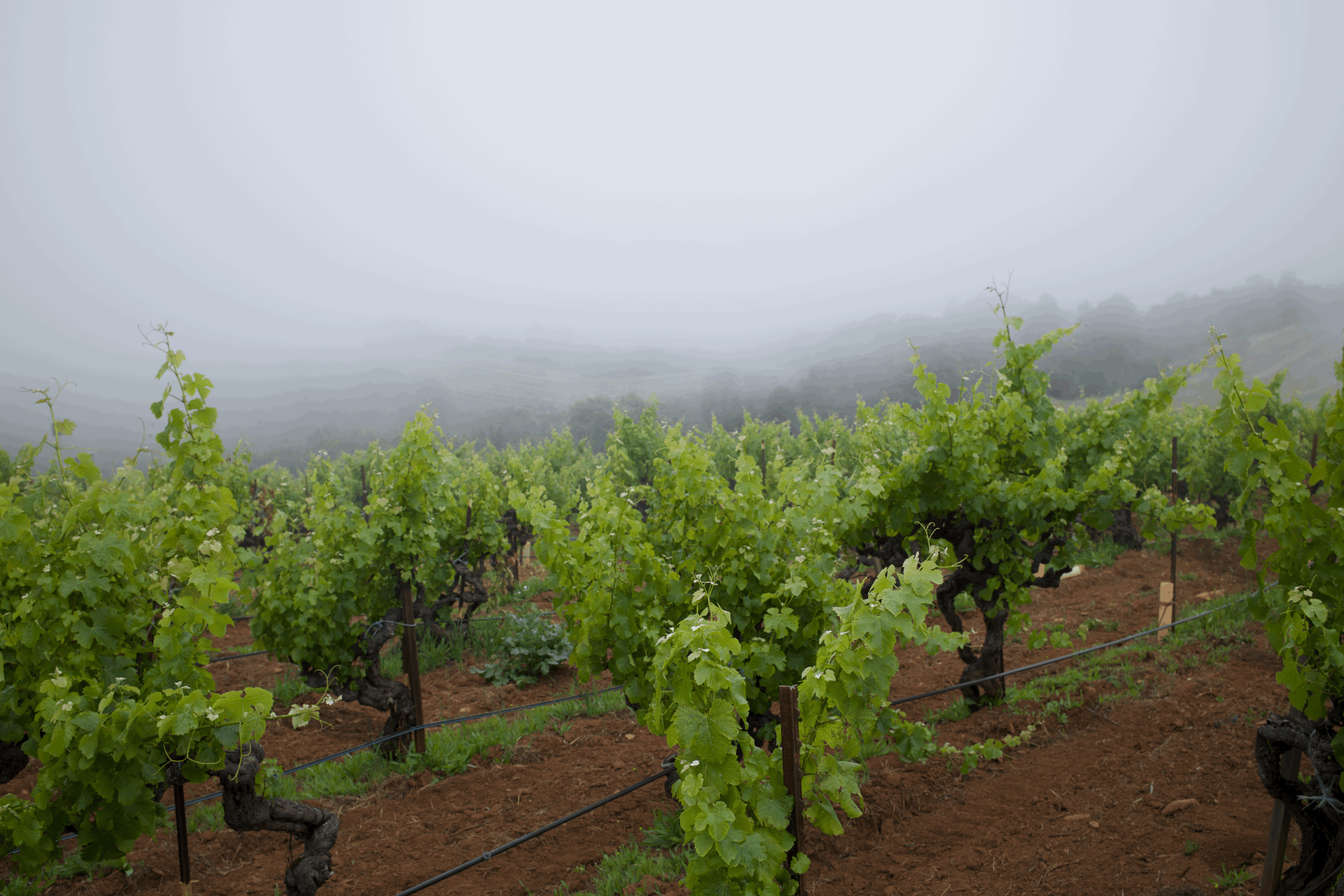 What's Actually in Your "American" Wine?