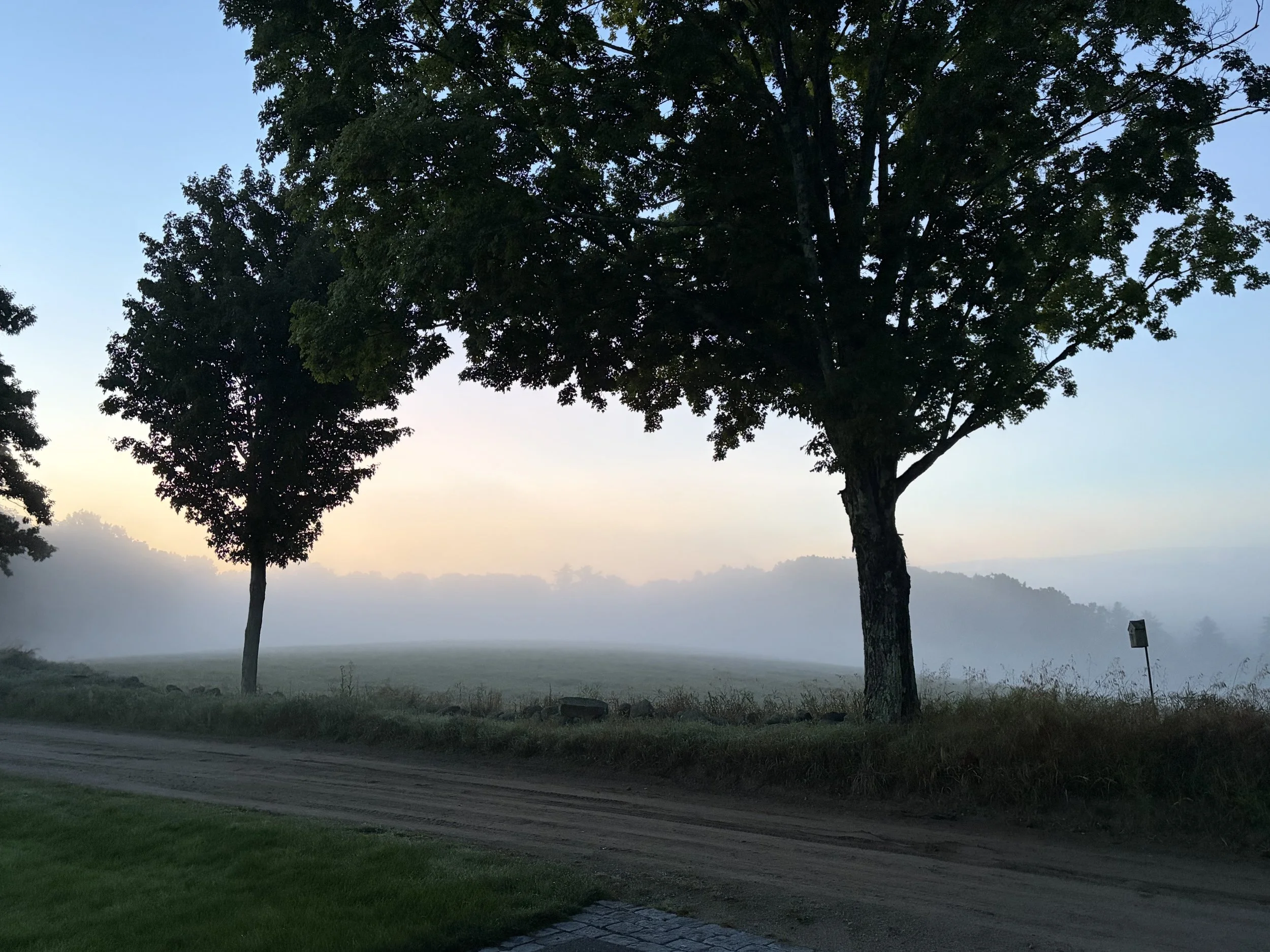 Tree in a field at dawn or dusk with a dirt road and a small sign in the foreground.