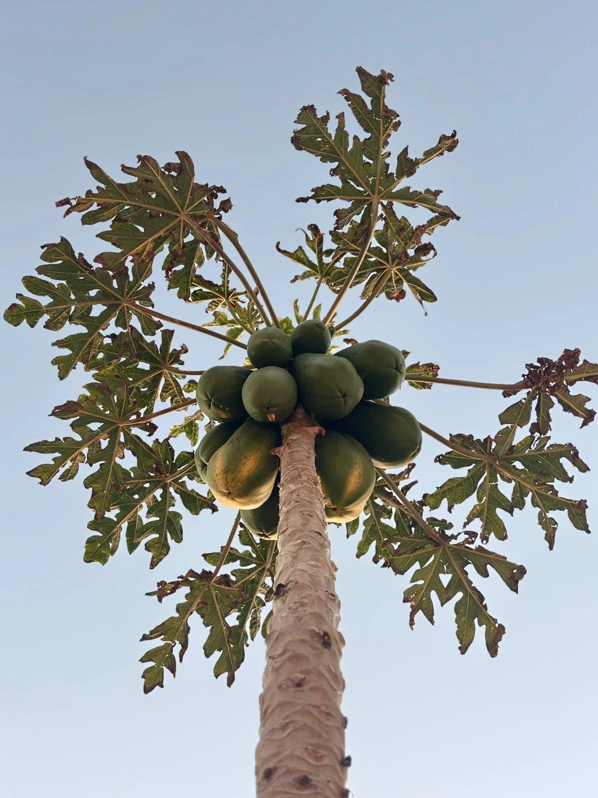 Low-angle view of a tall papaya tree with green papayas and large lobed leaves against a clear sky.