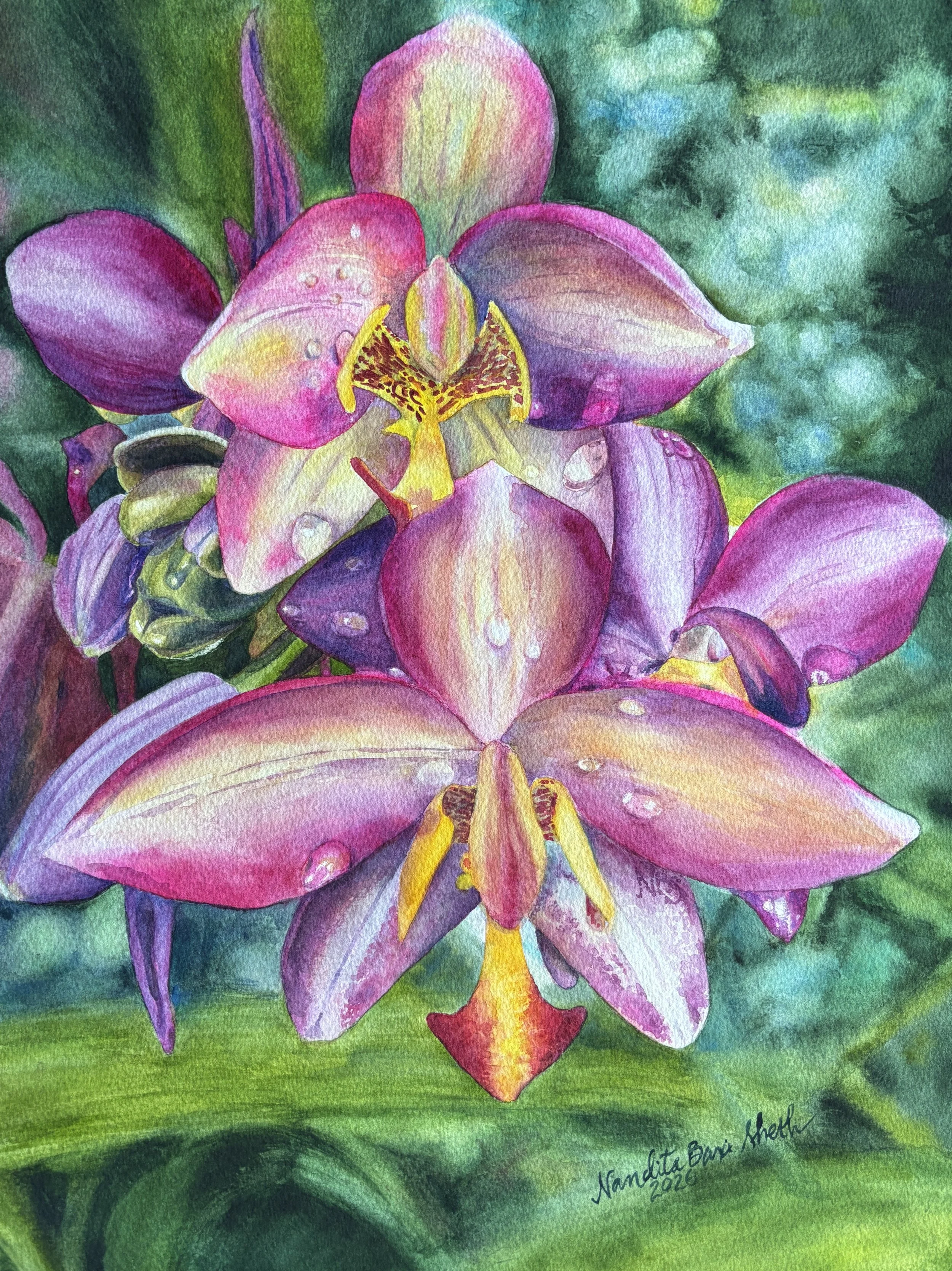 Orchid III, Dewdrop Blessings