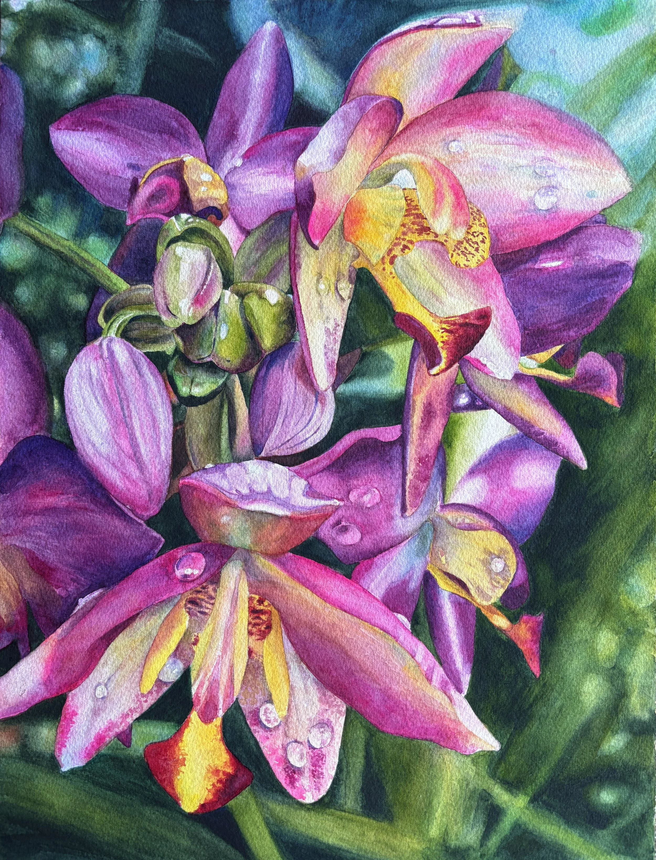 Orchid II, Dewdrop Blessings
