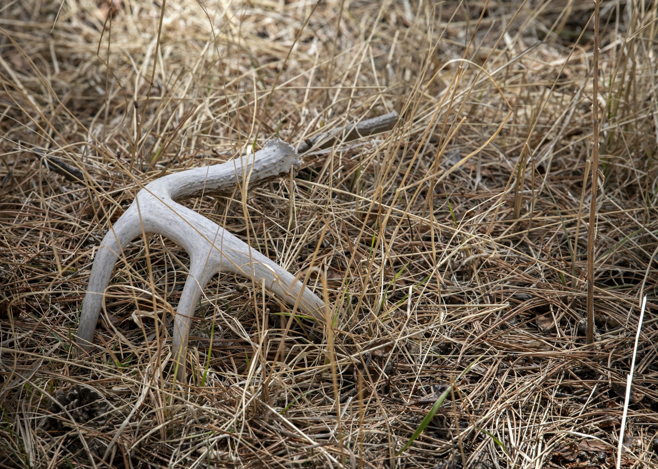 Close-up of dry grass and a white animal skull on the ground in a natural outdoor setting.