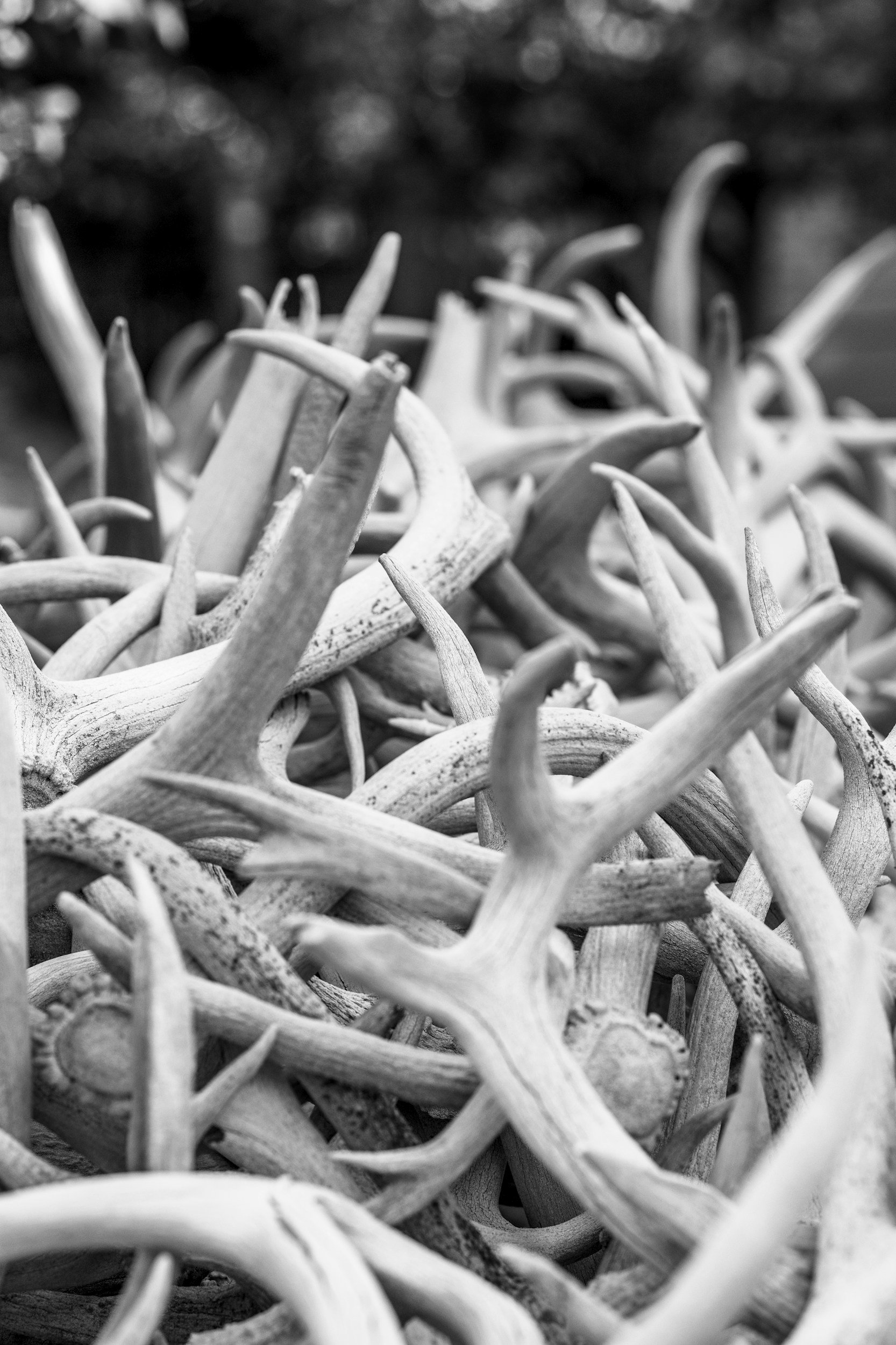 Close-up of a pile of intertwined antlers in black and white.