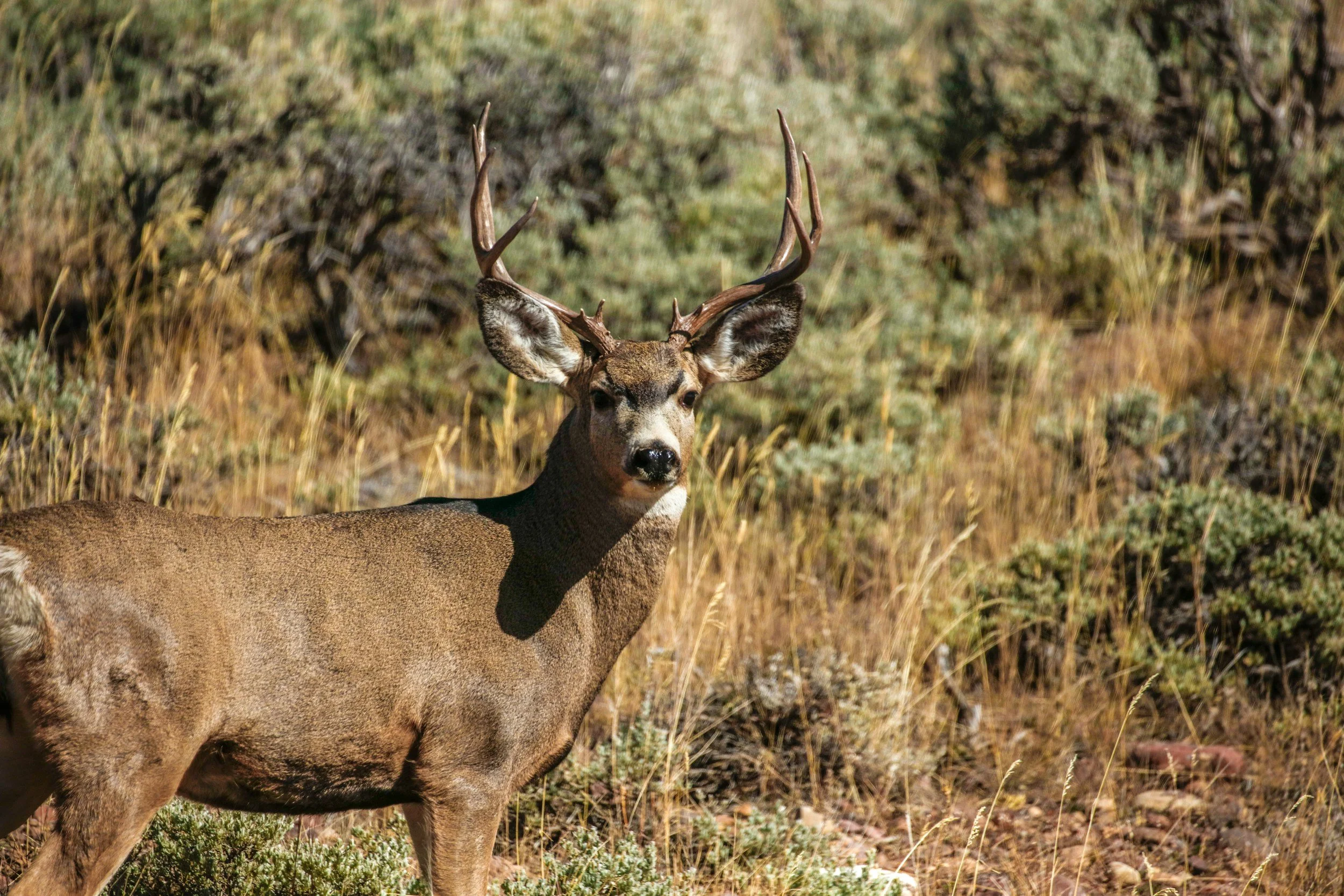 A mule deer with antlers standing in a grass and shrub landscape.