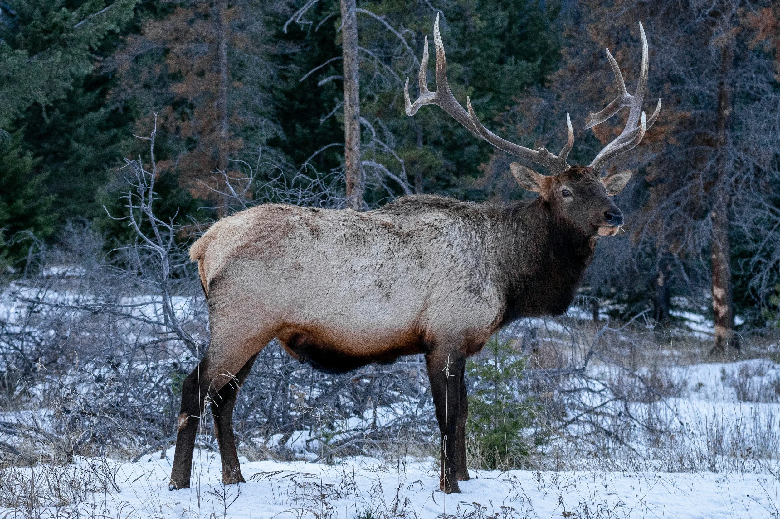 A large elk with antlers standing in a snowy forest clearing among trees and dry grass.