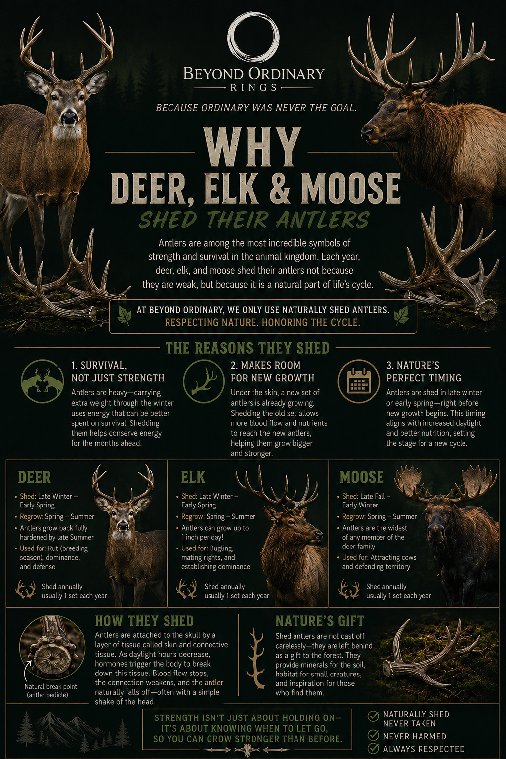 Poster explaining why deer, elk, and moose shed their antlers, highlighting their natural cycle, benefits, and importance of respecting nature.