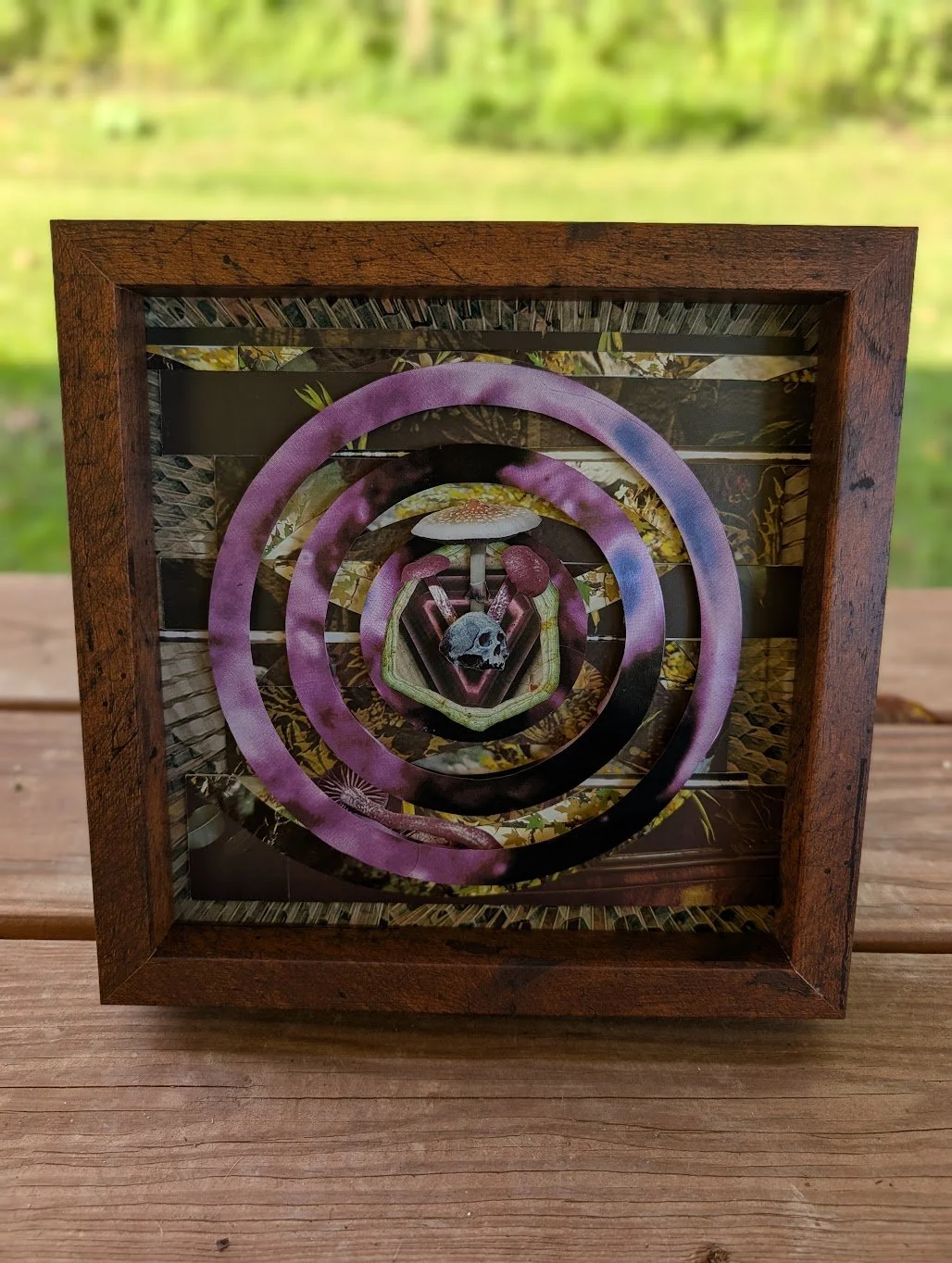 cubensis.jpg